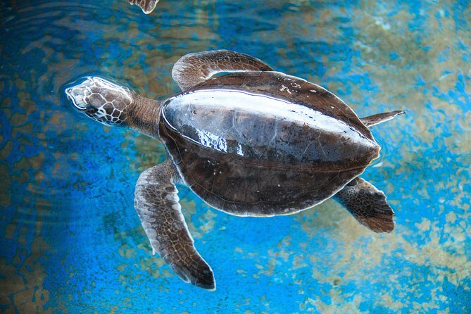 Puerto Angel Exotic Animal Wildlife Experience - A Complete Breakdown of the Tour