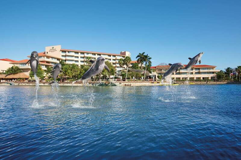 Puerto Aventuras: Amazing Dolphin Encounter with Lunch - Key Points