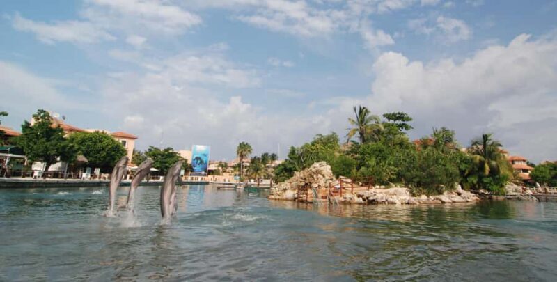 Puerto Aventuras: Dolphin Connection & Manatee Interaction - The Value Proposition: Does It Live Up to Expectations?