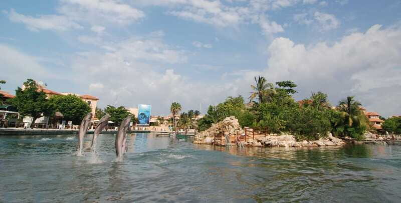 Puerto Aventuras: Dolphin Encounter with Buffet Lunch - What Travellers Say