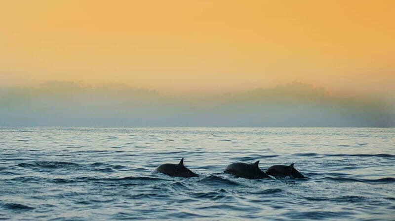 Puerto Banús: Floky Boat Cruise with Snorkeling & Paddle SUP - Who Is This Tour Best For?