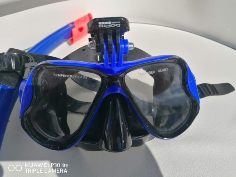 Puerto Colon: Dolphin and Whale Watching Speedboat Cruise - Key Points