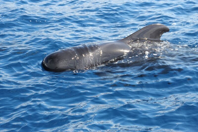 Puerto Colon : Whale & Dolphins Sailing Excursion - The Small Group Advantage
