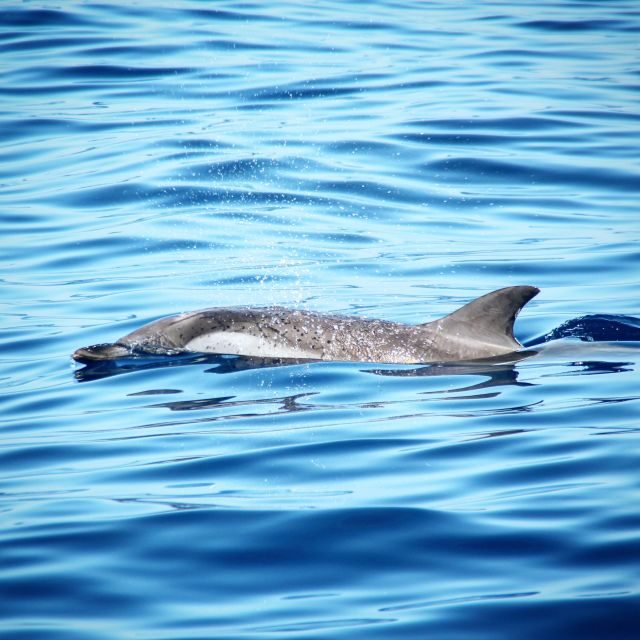 Puerto Colon : Whale & Dolphins Sailing Excursion - Practical Tips for a Great Trip