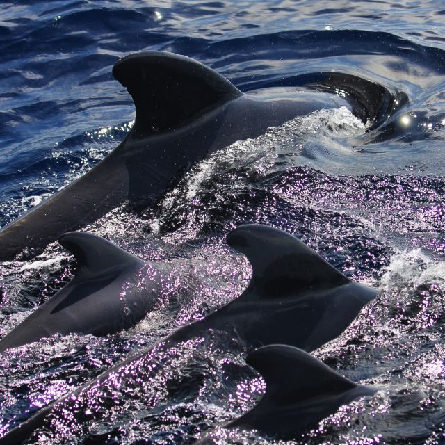 Puerto Colon : Whale & Dolphins Sailing Excursion - Authentic Feedback from Past Travelers