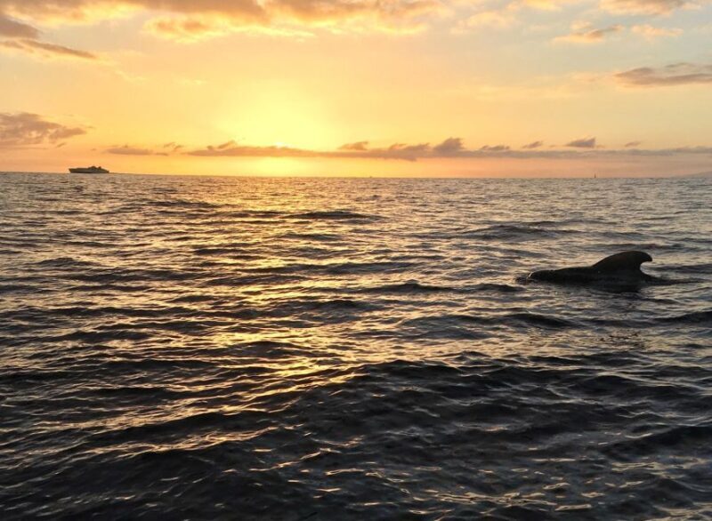 Puerto Colon: Whale-Watching Sailing Tour with Meal & a Swim - FAQs