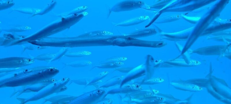 Puerto de la Cruz: Submarine Trip and Beach Stop in Tenerife - Authentic Insights from Travelers