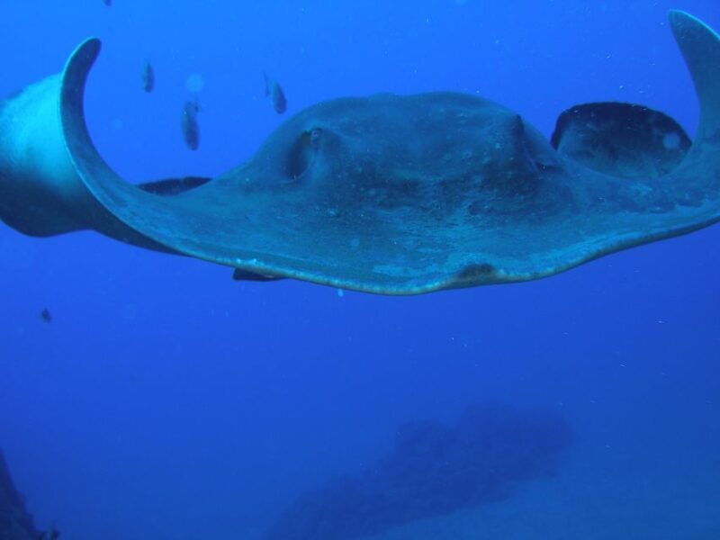 Puerto de la Cruz: Submarine Trip and Beach Stop in Tenerife - Is This Tour Right for You?