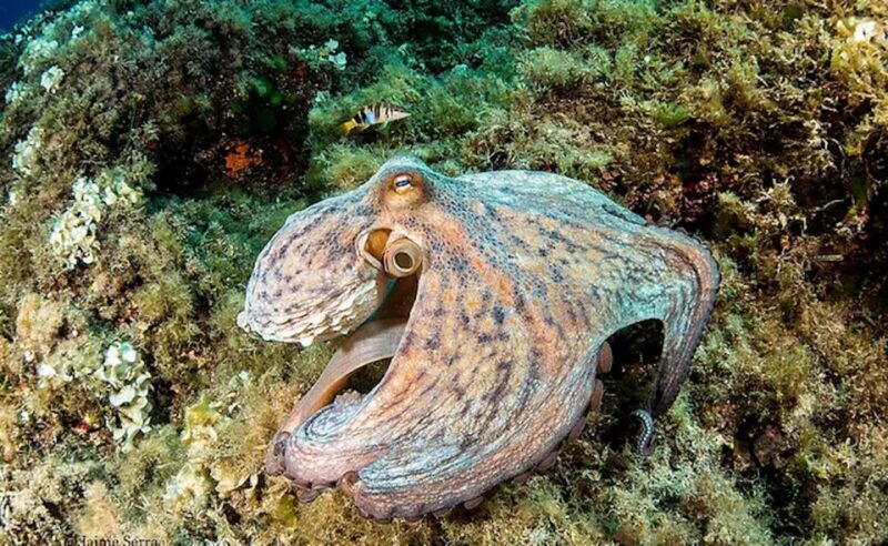 Puerto de Soller: Train and Discover Scuba Diving - After the Dive: Relaxation and Reflection