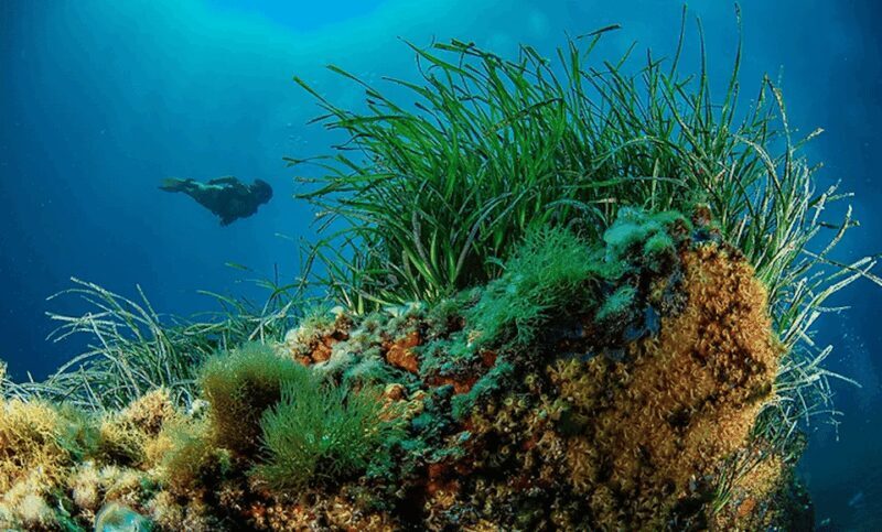 Puerto de Soller: Train and Guided Scuba Diving Experience - Final Thoughts