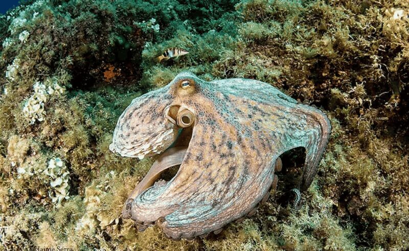 Puerto de Soller: Train and Guided Scuba Diving Experience - FAQ