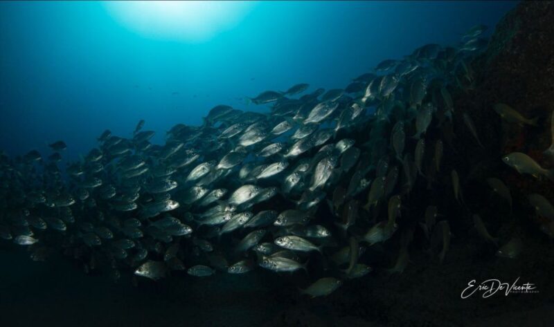 Puerto Del Carmen: Try Scuba Diving with 2 Dives and Photos - Meeting at Atlantis Diving Lanzarote