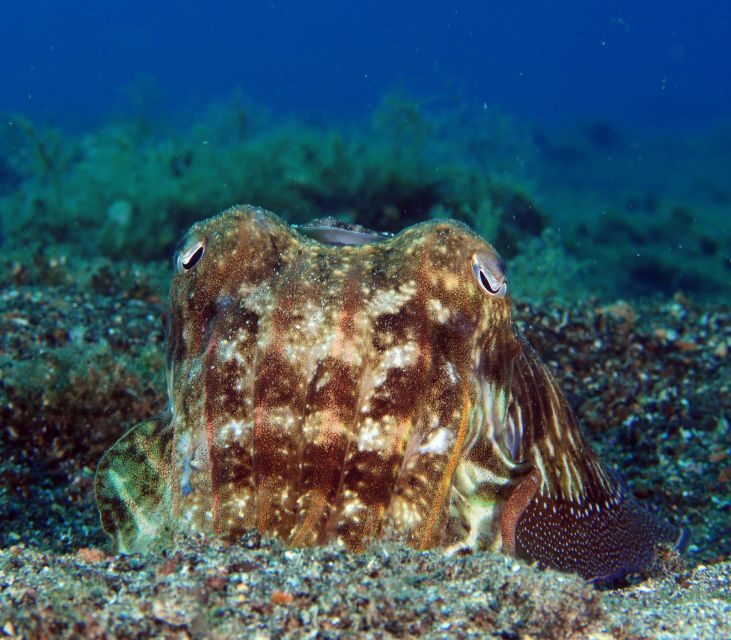 Puerto Del Carmen: Try Scuba Diving with 2 Dives and Photos - End of the Session & Certification