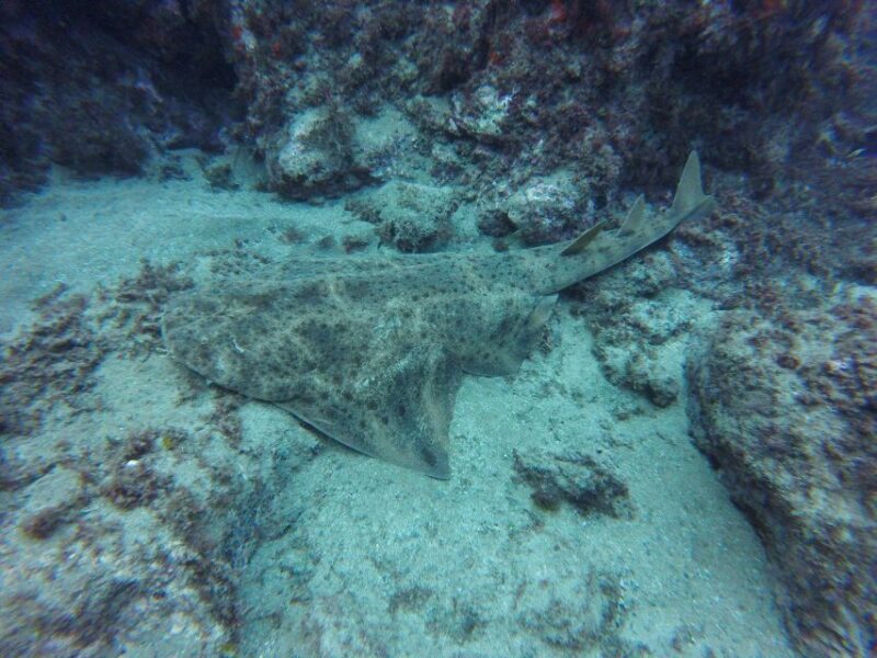 Puerto Del Carmen: Try Scuba Diving with 2 Dives and Photos - The Experience from the Reviews