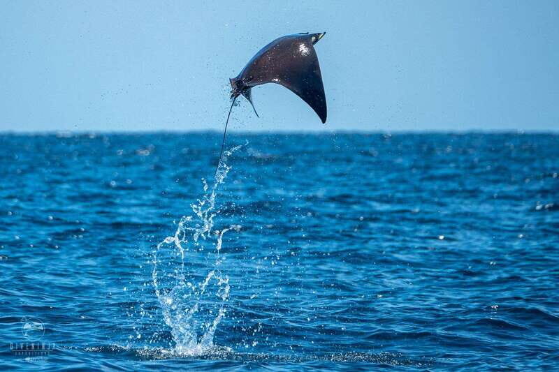 Puerto Escondido: Family Private Boat Tour - An Authentic and Flexible Marine Experience