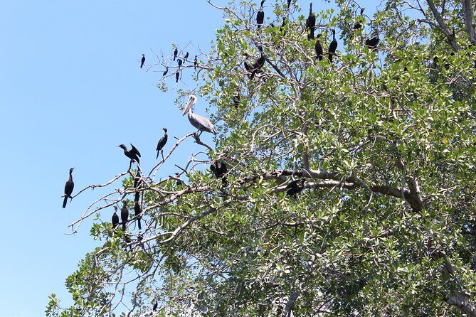 Puerto Escondido: Manialtepec Lagoon by Kayak - The Journey Begins: Manialtepec River Estuary