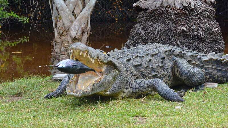 Puerto Escondido: Oaxaca Coast Wildlife Ecotour - FAQ