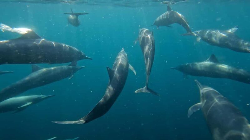 Puerto Escondido: The Best Adventure for Dolphin Watching - Key Points