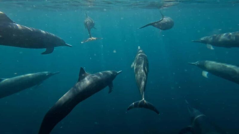 Puerto Escondido: The Best Adventure for Dolphin Watching - An In-Depth Look at the Dolphin Watching Tour in Puerto Escondido