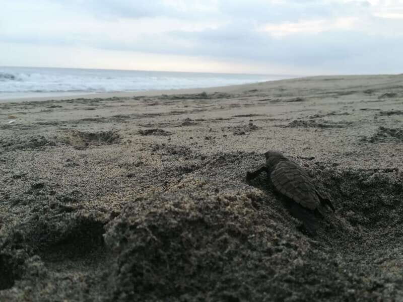 Puerto Escondido: Turtle Release and Bioluminescent Plankton - Key Points