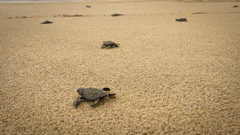 Puerto Escondido: Turtle Release and Bioluminescent Plankton - The Bottom Line