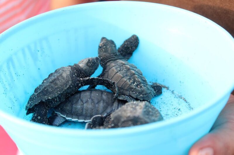 Puerto Escondido: Turtle Release Experience - Price and Value
