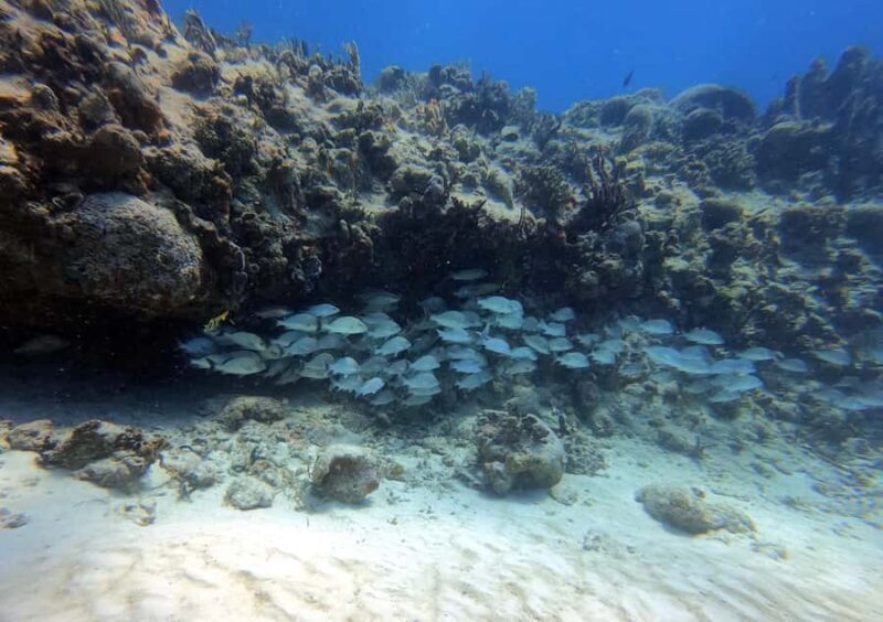 Puerto Morelos: 2-Tank Dive in a Protected Marine Park - FAQs