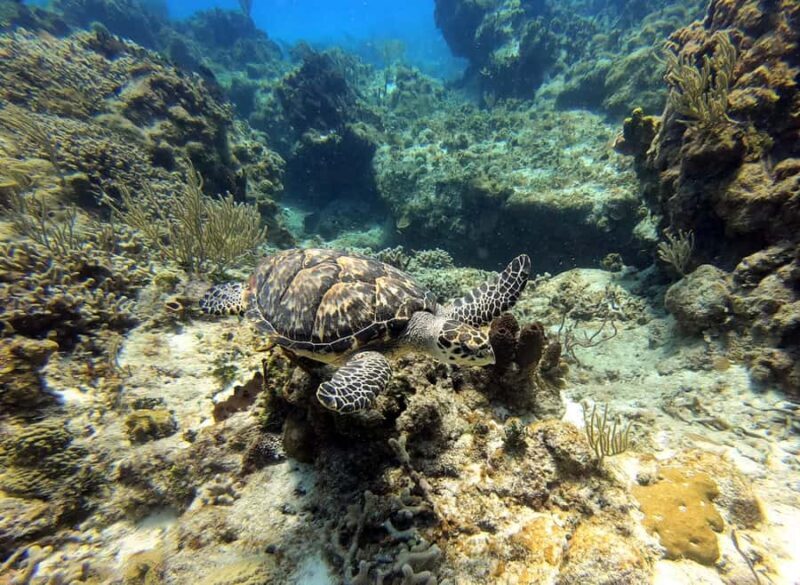 Puerto Morelos: 2-Tank Dive in a Protected Marine Park - Final thoughts