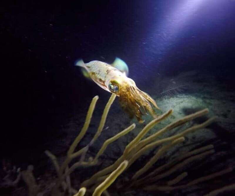 Puerto Morelos: Ojo de Agua Night Dive for Certified Divers - An Introduction to Night Diving at Ojo de Agua