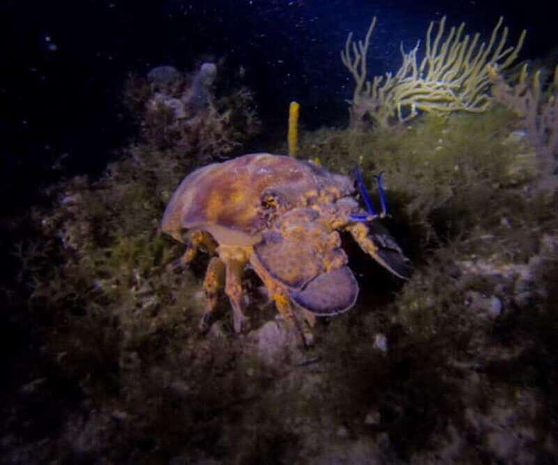 Puerto Morelos: Ojo de Agua Night Dive for Certified Divers - What To Expect During the Tour