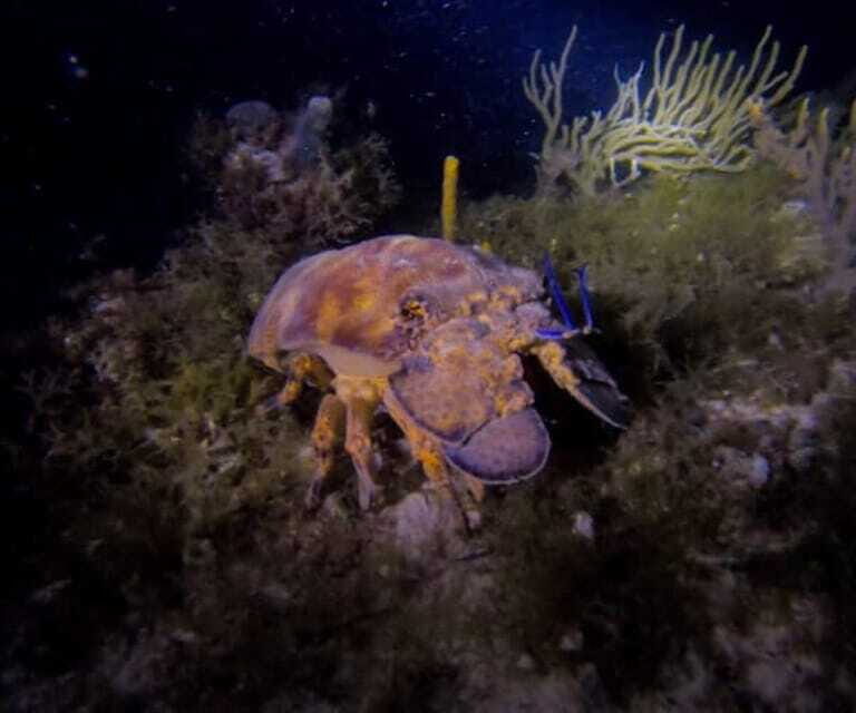 Puerto Morelos: Ojo de Agua Night Dive for Certified Divers - The Value of a Night Dive