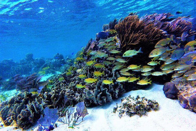 Puerto Morelos Reef Snorkel, 2 stops , local tacos, small groups! - How the Tour Unfolds: A Detailed Breakdown