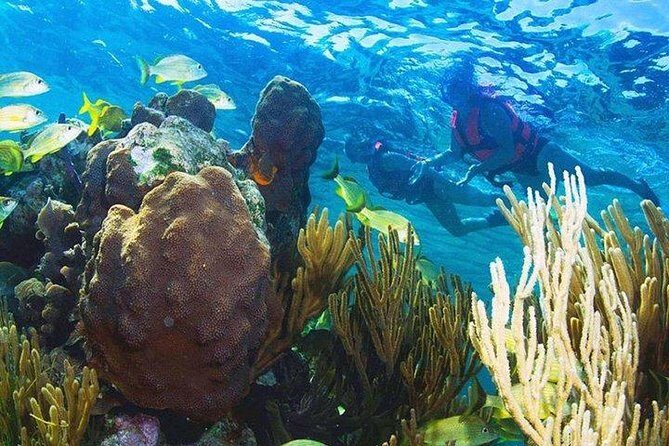 Puerto Morelos Reef Snorkeling Tour with Lunch & Hotel Pickup - Who Should Consider This Tour?