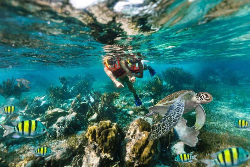 Puerto Morelos: Reef Snorkeling Trip with Beachside Lunch - The Experience in Detail