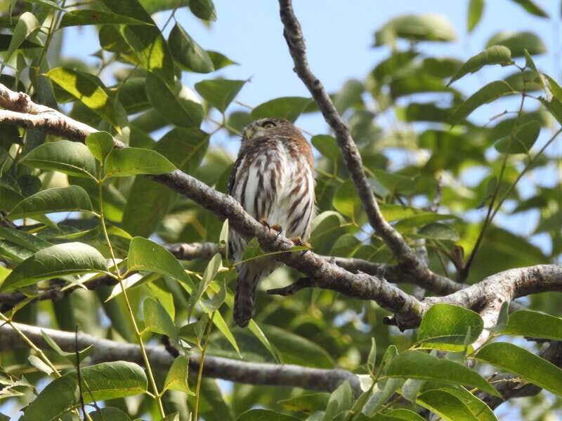 Puerto Morelos: Ruta de los Cenotes Birdwatching Tour - Exploring the Tour: A Detailed Look