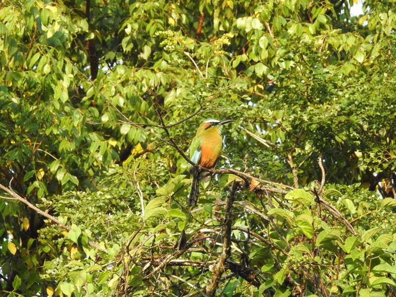 Puerto Morelos: Ruta de los Cenotes Birdwatching Tour - Final Thoughts