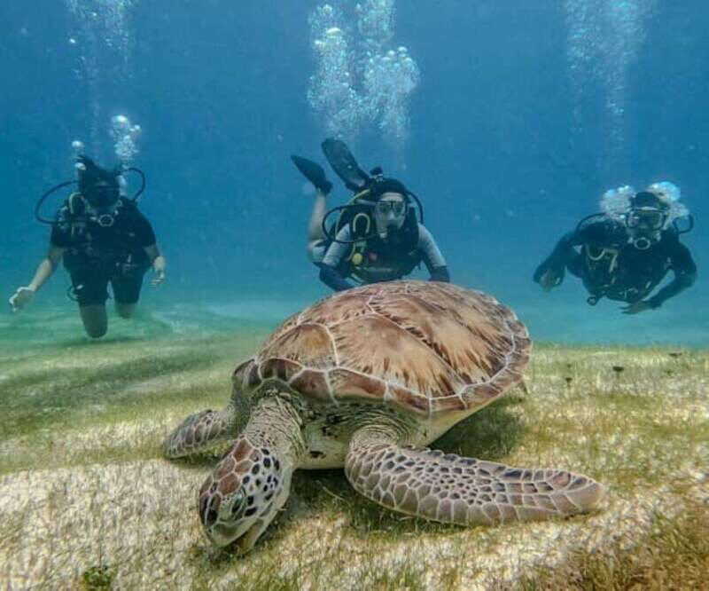 Puerto Morelos: Scuba Diving for Beginners - 2 Dives - Key Points