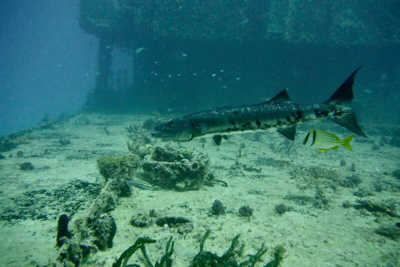 Puerto Morelos: Shipwreck and Reef Diving Tour - What Reviewers Say