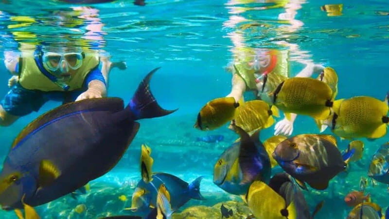 Puerto Morelos: Snorkeling at The National Reef Park - Authentic Marine Encounters: What Travelers Say