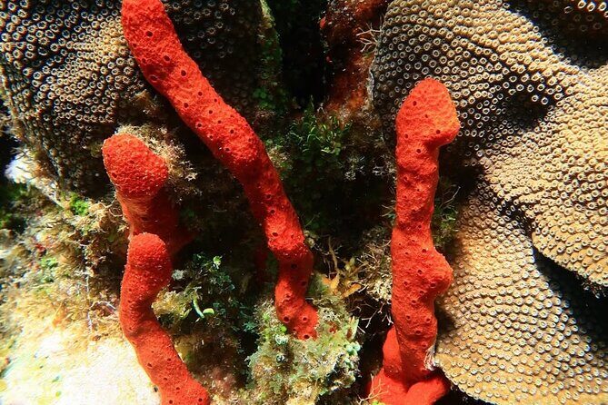 Puerto Morelos Snorkeling: Discover Vibrant Underwater Life - An Honest Look at the Tour Experience