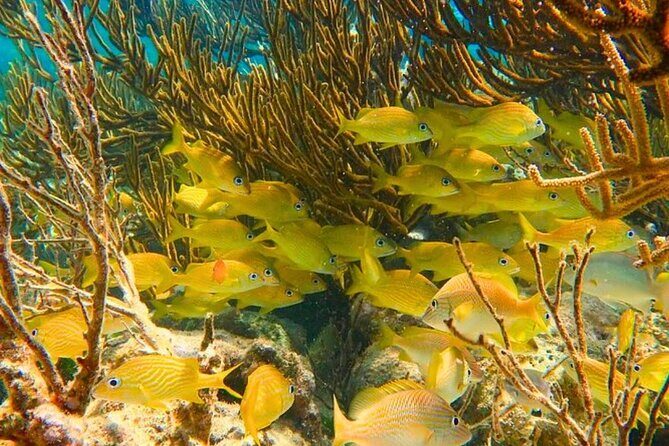 Puerto Morelos Snorkeling: Discover Vibrant Underwater Life - FAQ