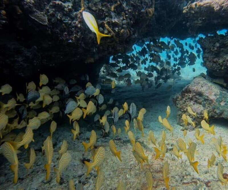 Puerto Morelos: Two Reef Dives for Certified Divers - What Makes This Tour Stand Out