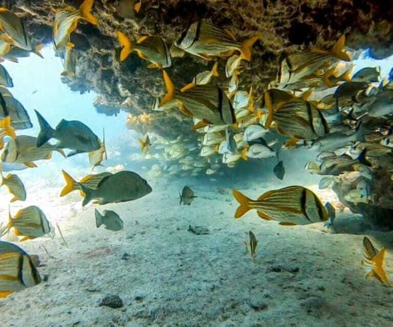 Puerto Morelos: Two Reef Dives for Certified Divers - Final Thoughts
