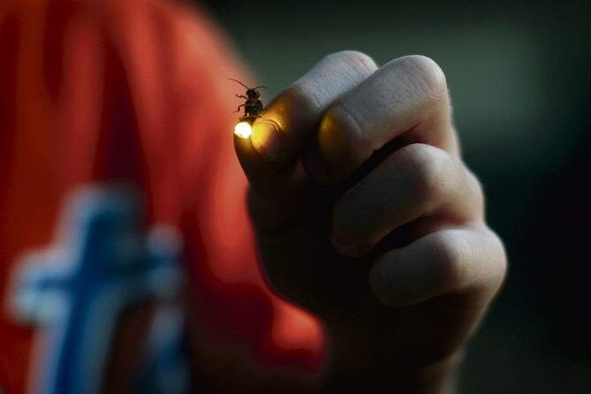 Puerto Princesa: Shared Firefly Watching - Puerto Princesa: Shared Firefly Watching – An Honest Look