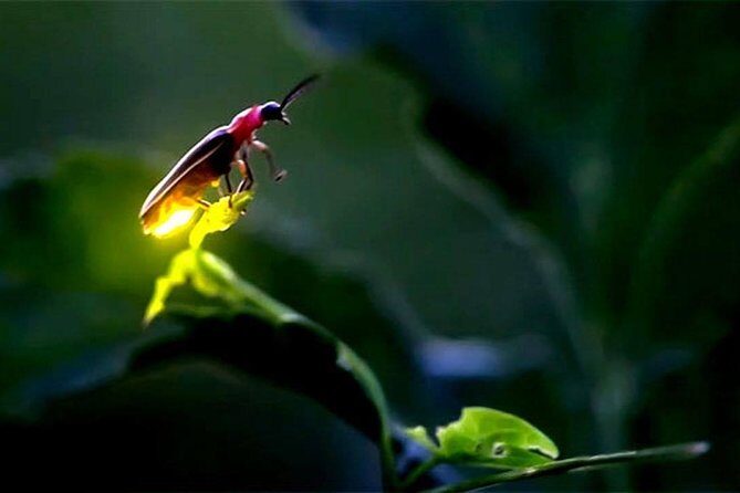 Puerto Princesa: Shared Firefly Watching - Unpacking the Experience
