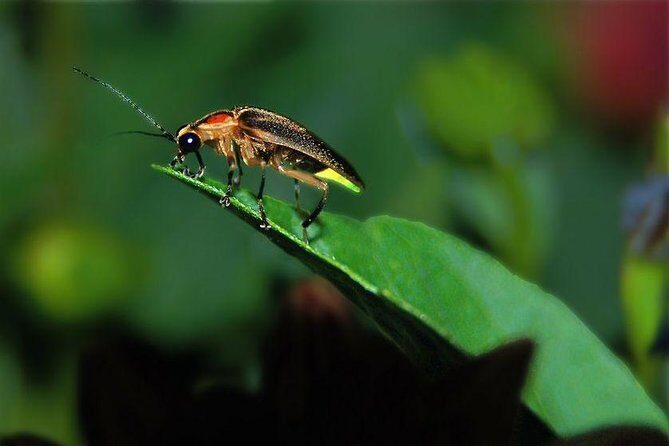 Puerto Princesa: Shared Firefly Watching - The Practicalities