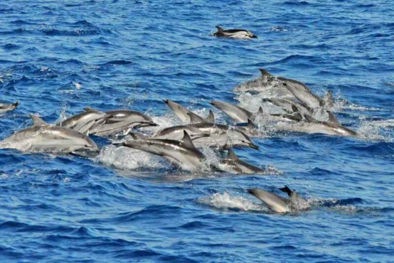 Puerto Rico de Gran Canaria: Premium Dolphin Catamaran Tour - A Detailed Look at the Catamaran Experience
