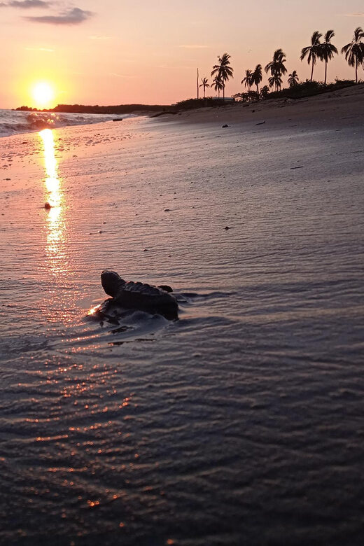 Puerto Vallarta: Baby Turtle Release in Conservation Area - A Complete Look at the Baby Turtle Release Tour