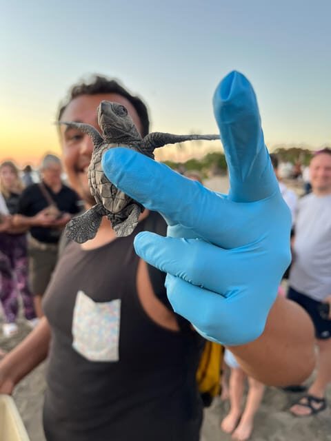 Puerto Vallarta: Baby Turtle Release in Conservation Area - The Sum Up