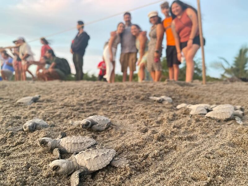 Puerto Vallarta: Baby Turtle Release in Conservation Area - FAQ